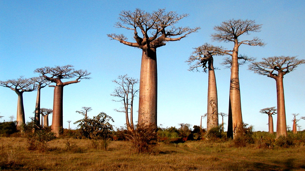 Baobab landscape in Madagascar