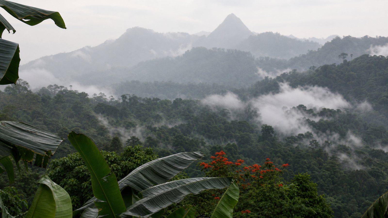 Mountain forest covered by clouds in SÃ£o TomÃ©