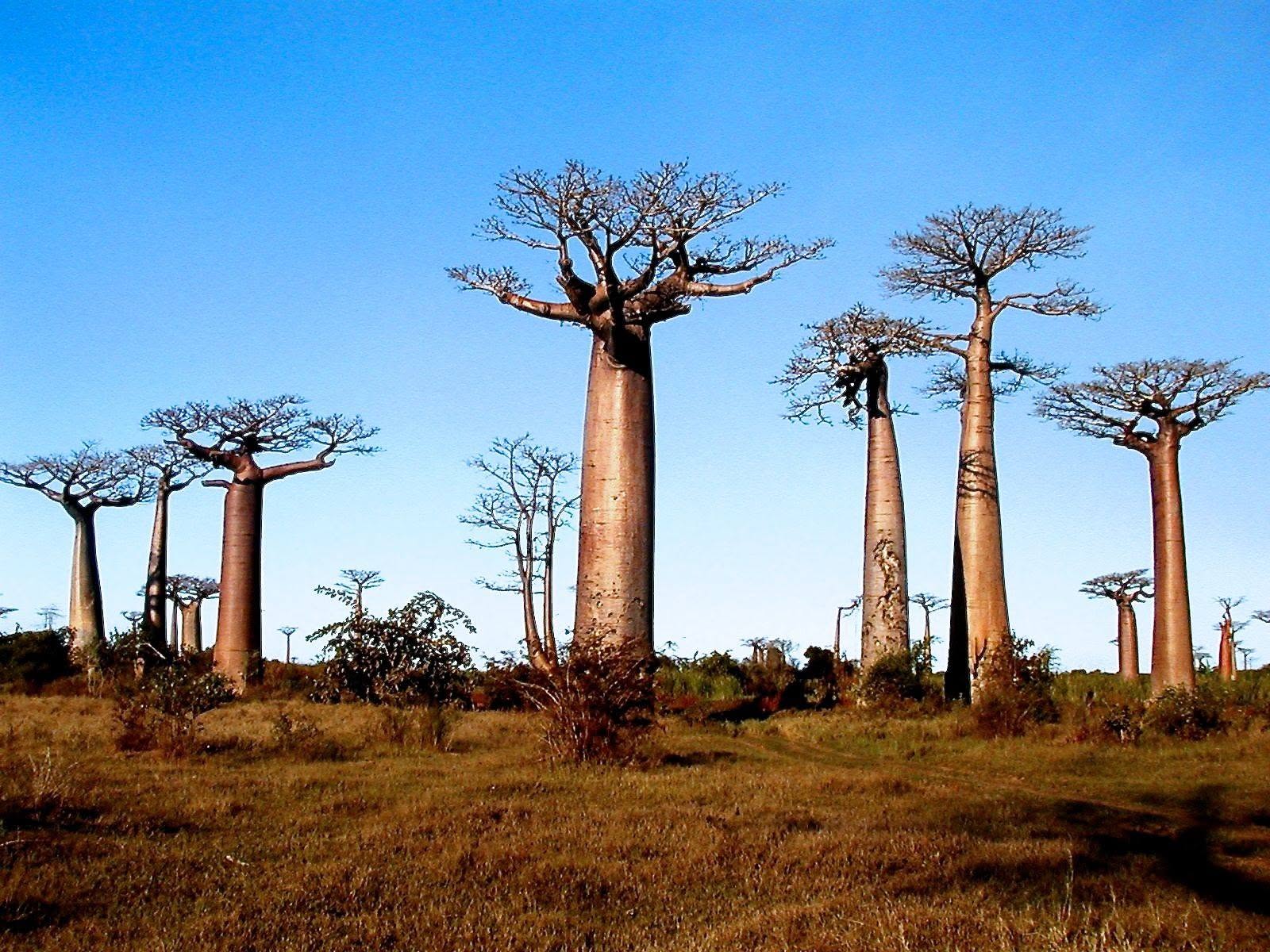 Tall baobab trees against a blue sky