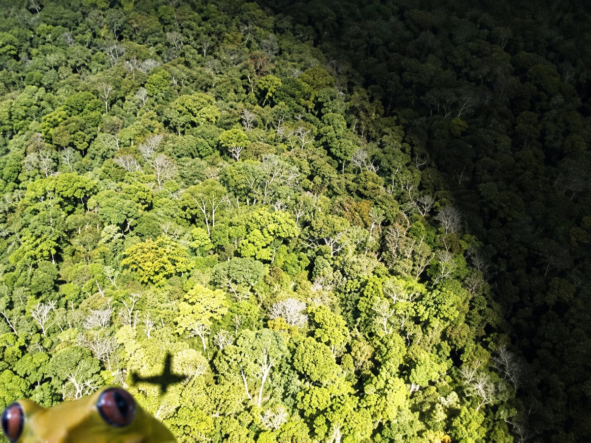 Aerial view of forest canopy with an aircraft-shaped shadow