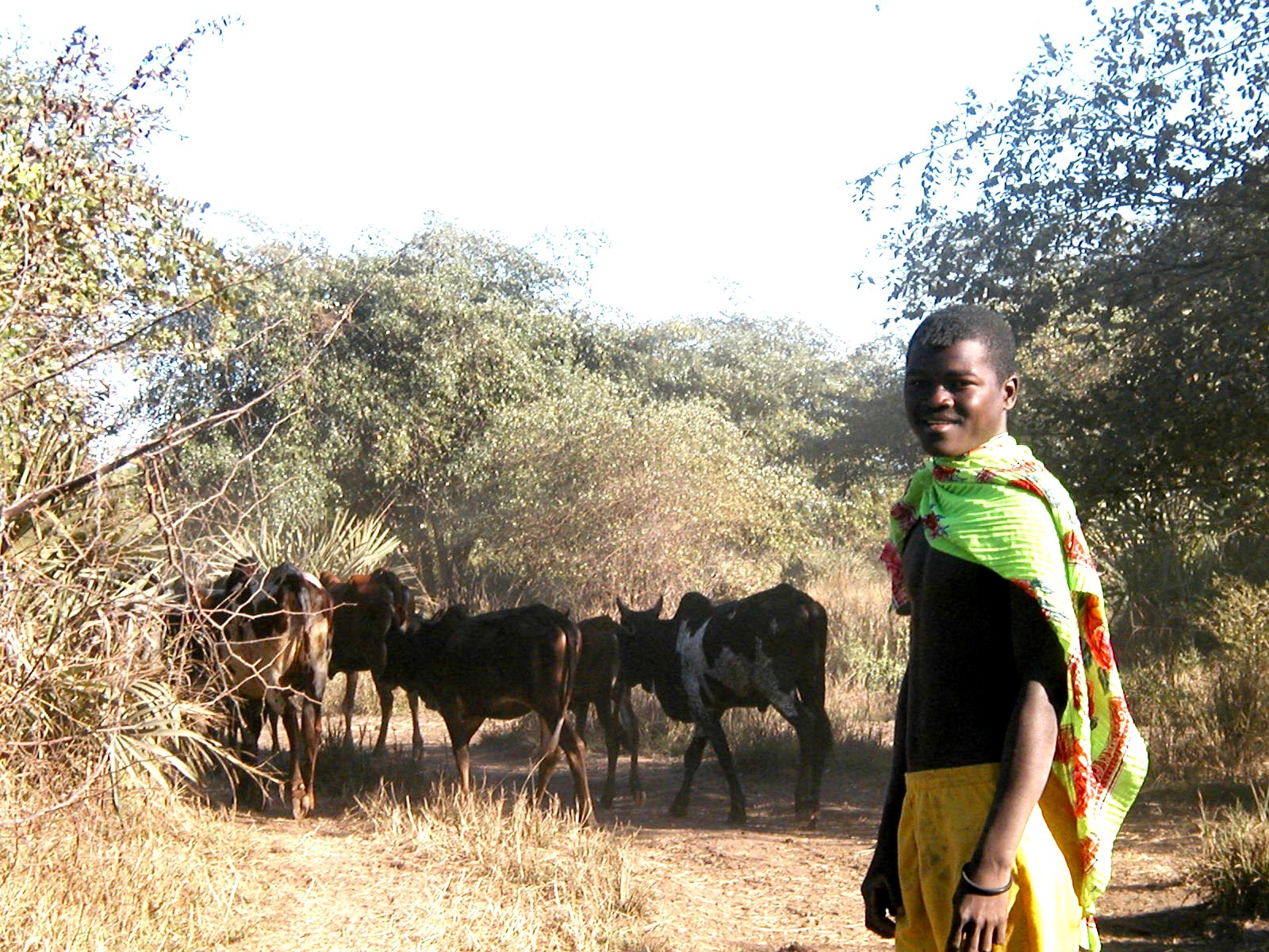 A young person standing beside a herd of cattle