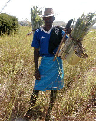 A person standing in grass with a hat, tool and bundled plants