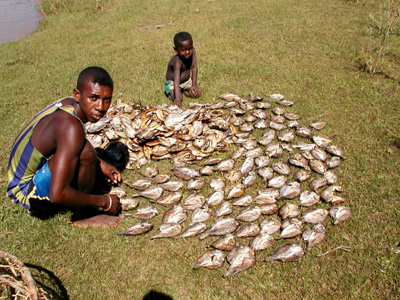 Two people beside fish laid out to dry on the grass