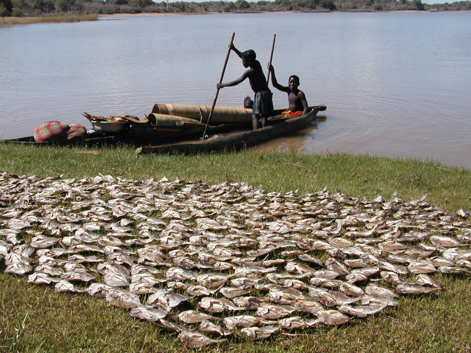 People in a wooden canoe beside fish drying on the shore