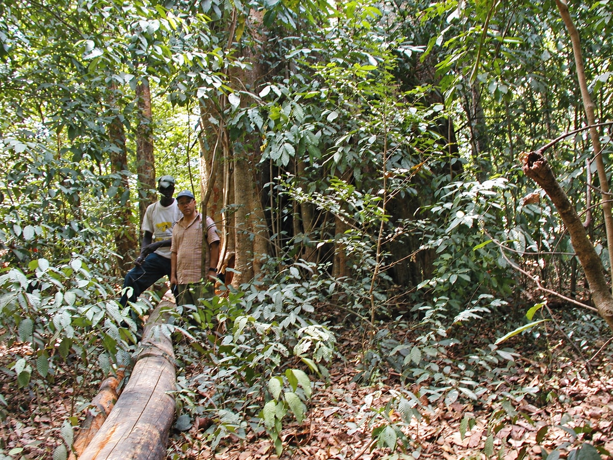 Danilo Barbero and a colleague standing in dense forest near a fallen tree