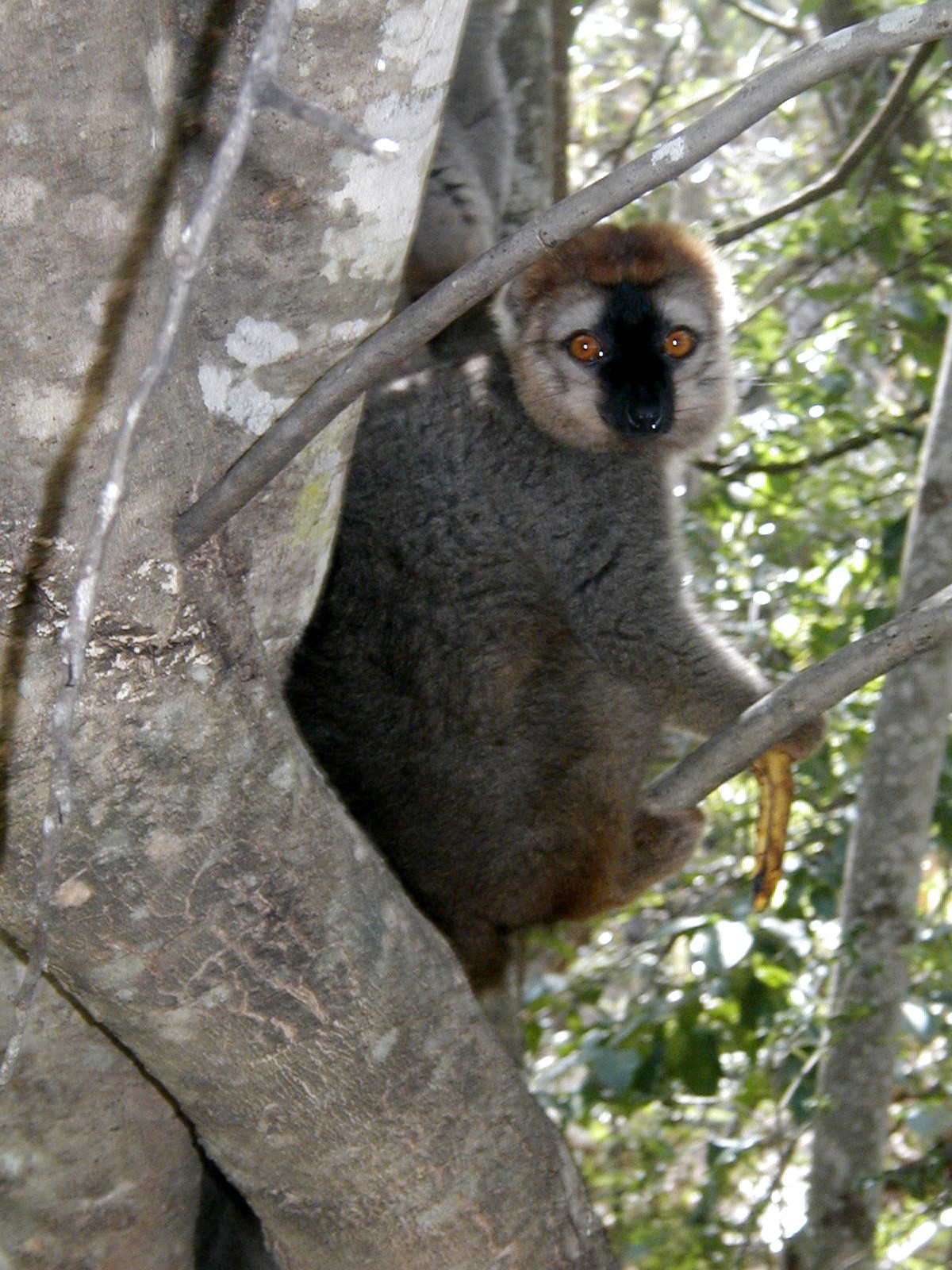 A lemur clinging to a tree and looking towards the camera