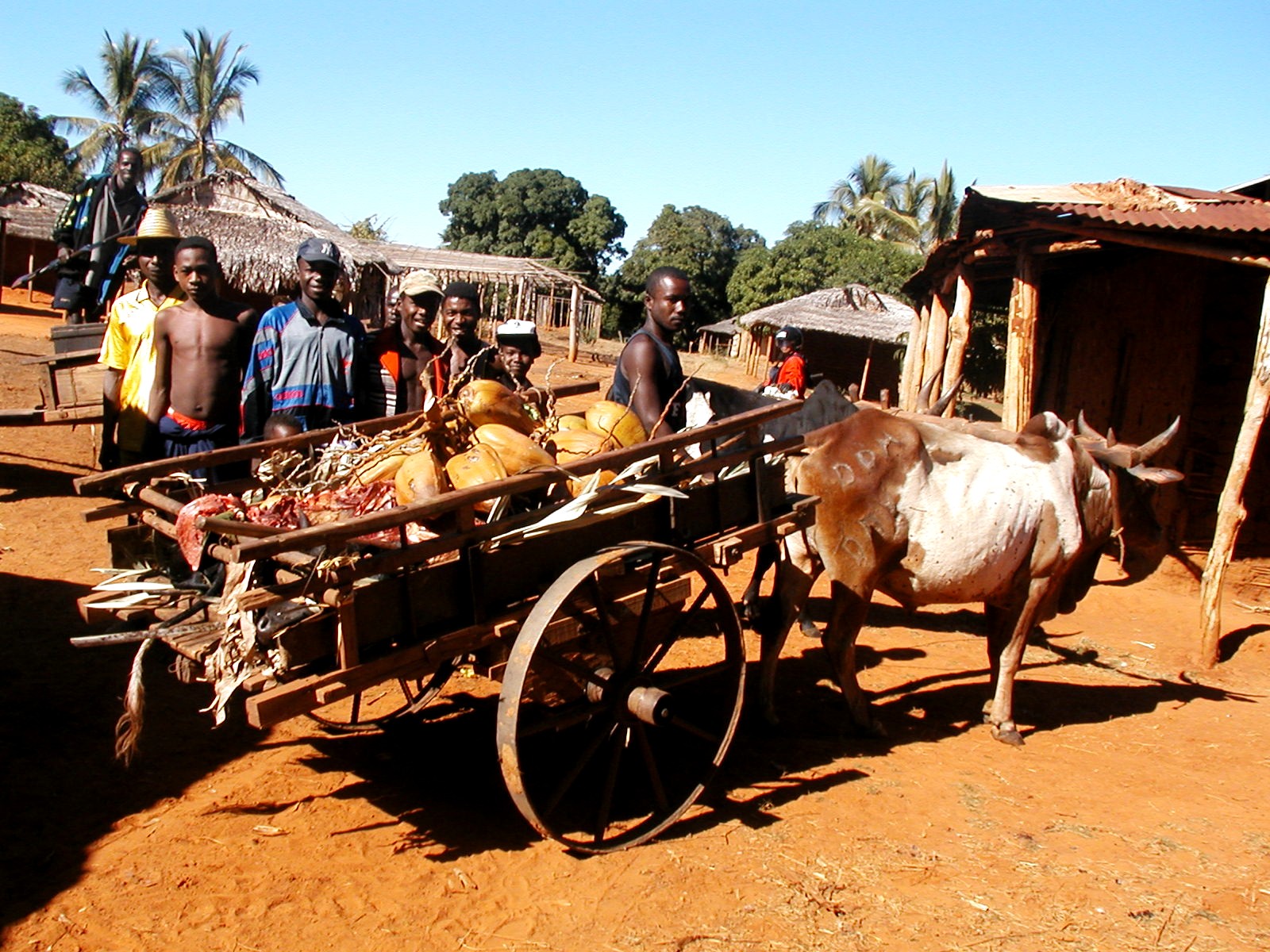 An ox cart loaded with produce surrounded by people in a village