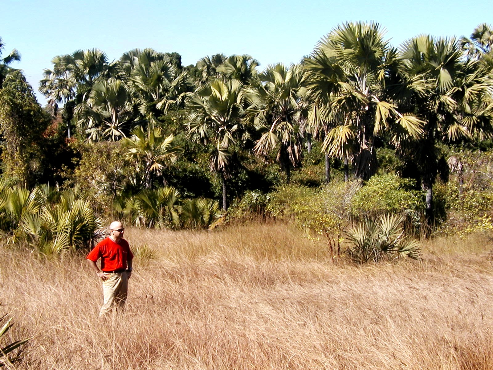 Danilo Barbero standing among tall grasses and fan palms