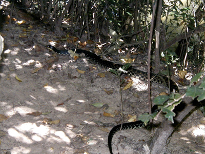A dark snake moving through leaf litter and low branches