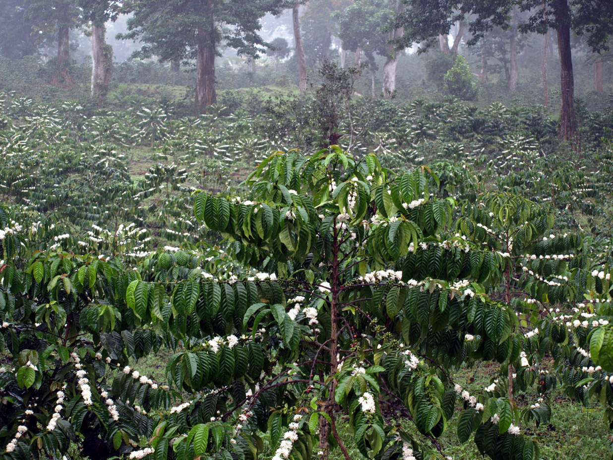 Flowering plants and trees in a misty wooded landscape