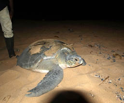 A sea turtle resting on the sandy beach at night